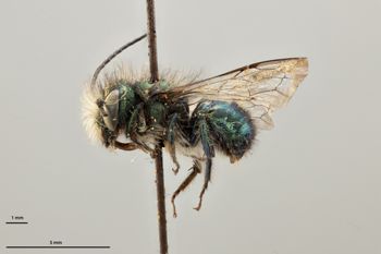 Media type: image;   Entomology 790595 Aspect: habitus lateral view